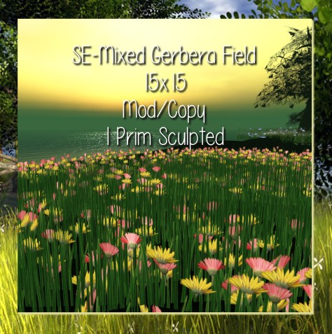 -SE- Mixed Gerbera Field